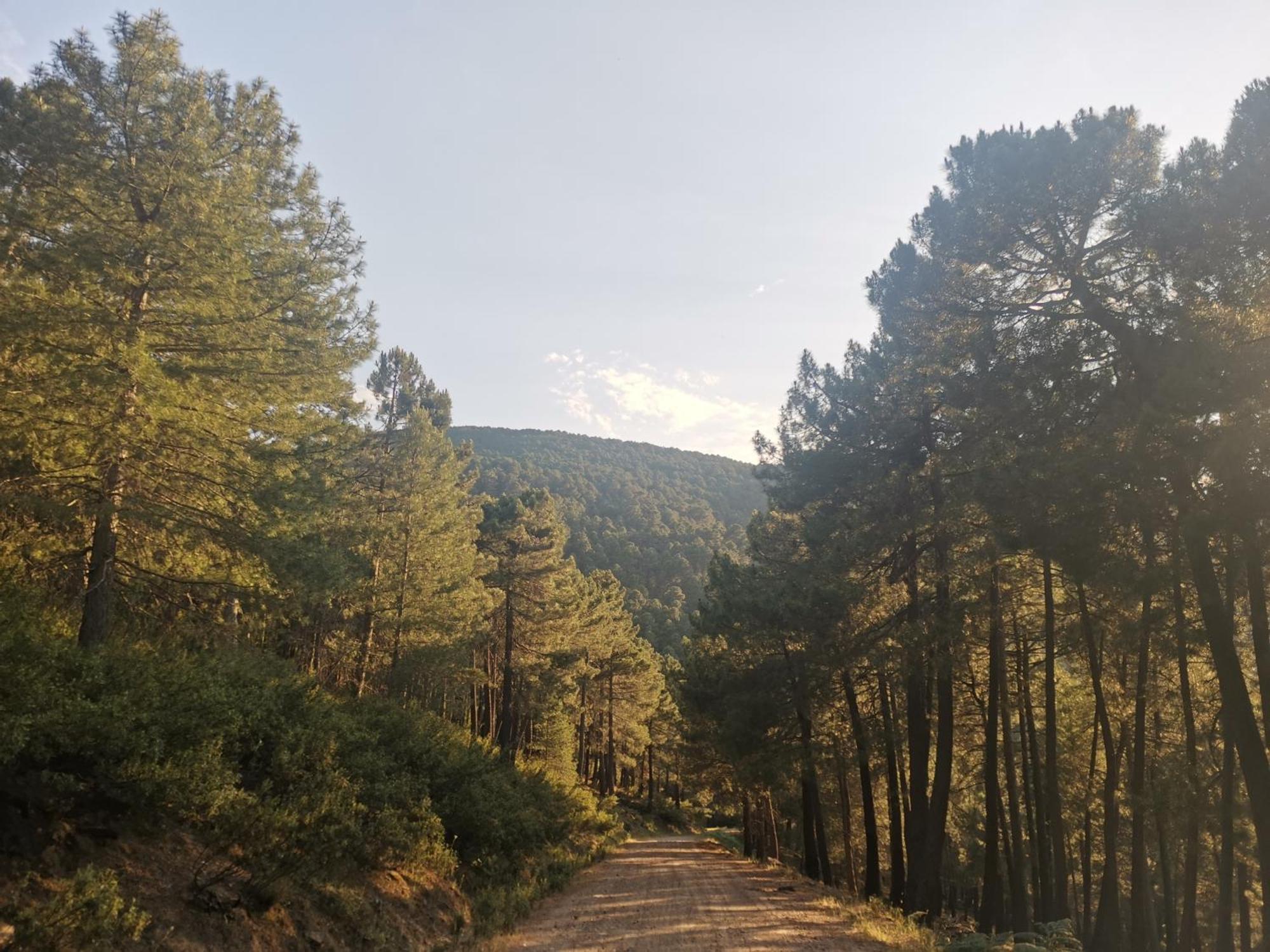 Bonita Casa En El Bosque - El Tiemblo Villa Eksteriør billede